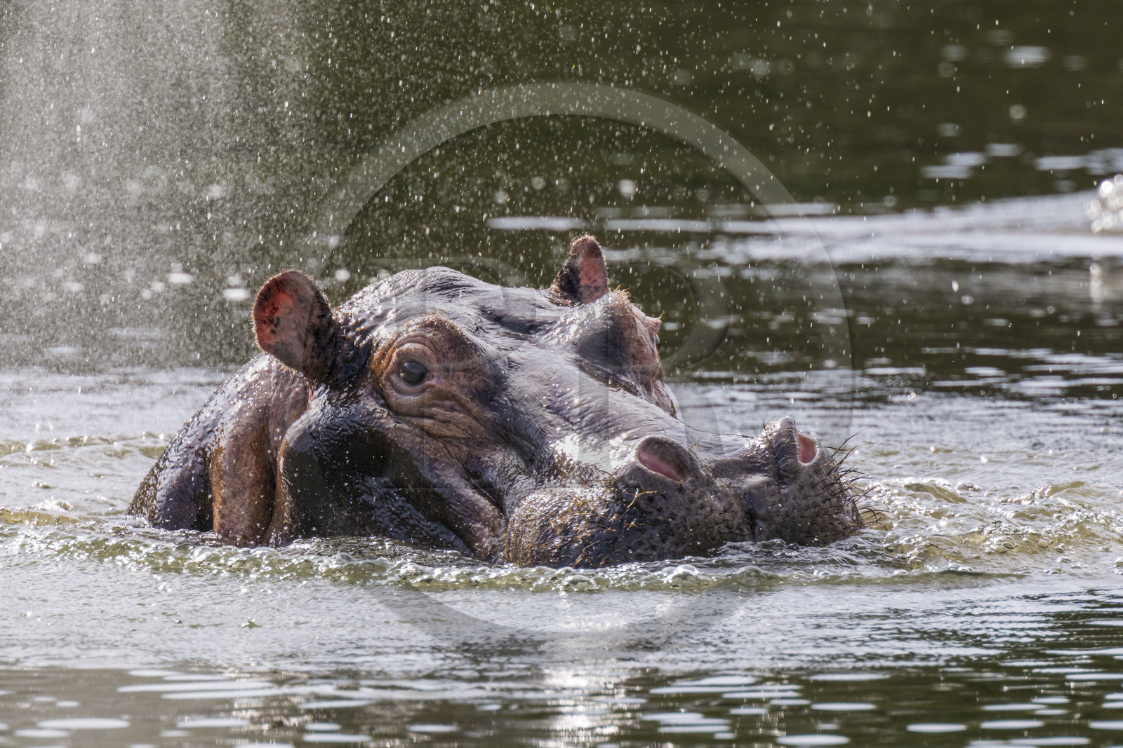 Rwanda, Parc national de l'Akagera, le lac Ihema, Hippopotame (Hippopotamus amphibius) revenant à la surface de l'eau