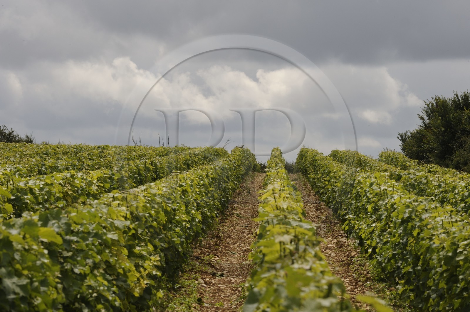 France, Nièvre (58), les vignes vers Pouilly-sur-Loire