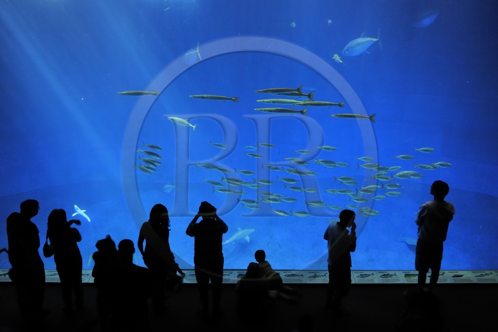 Etats-Unis, Californie, Monterey, le Monterey Bay Aquarium dans Cannery Row