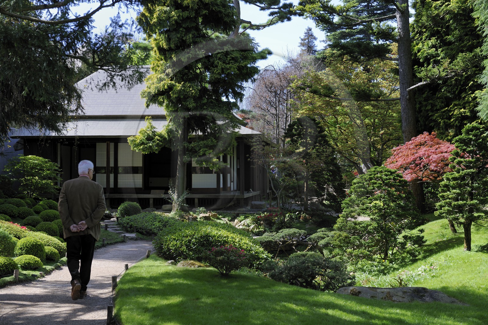 France, Hauts de Seine, Boulogne Billancourt, Japanese garden in Albert Kahn departmental museum