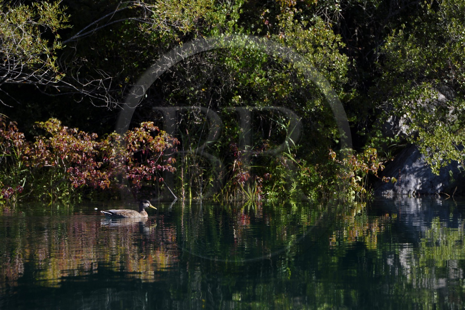 Var (83) rive gauche et Alpes-de-Haute-Provence (04) rive droite, Parc Naturel Régional du Verdon, Basses Gorges du Verdon en aval du lac de Sainte Croix, canard