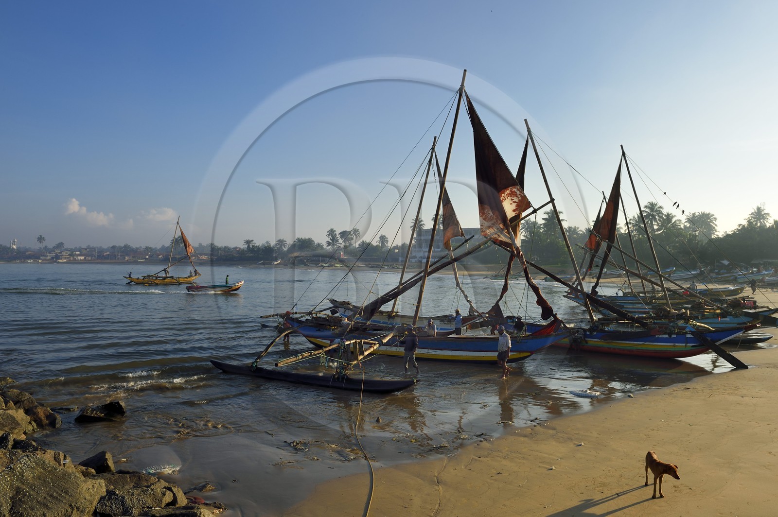 Sri Lanka, Province de l'Ouest, Negombo, retour sur la plage de Porathota des pecheurs et de leur catamarans traditionnels après la peche du matin