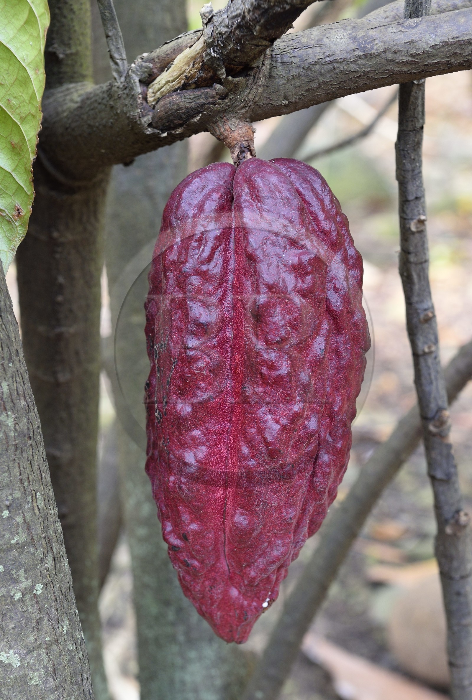 France, Ile de la Reunion, Saint Pierre, Jardin Botanique du Domaine du Café Grillé, cabosse de cacaoyer