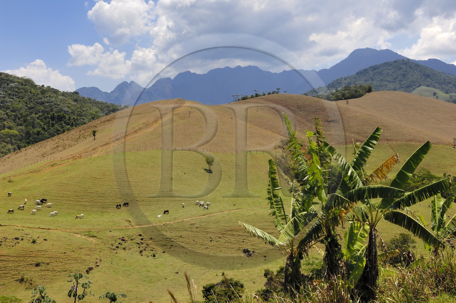 Brésil, Etat de Rio de Janeiro, Serra da Mantiqueira, vaches au prés  (Route de l'or, Estrada Real)