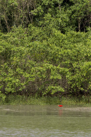 France, Guyane, Kourou, Ibis rouge (Eudocimus ruber) à l'embouchure du fleuve Kourou