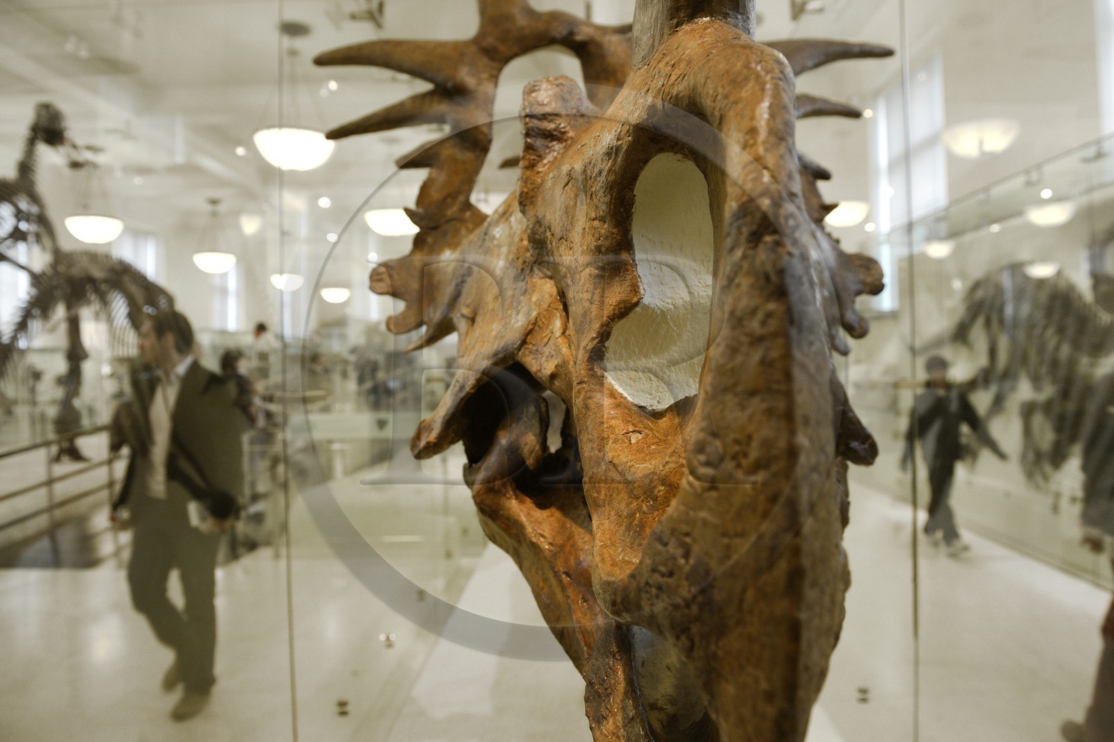 Etats-Unis, New York, Manhattan, Upper West Side, Musée Américain d'Histoire Naturelle (American Museum of Natural History), section des fossiles, squelette de Styracosaurus
