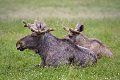 Suède, Comté de Vasterbotten, région d'Umea, Bjurholm, le Maison de l'Elan (Algens Hus), élevage