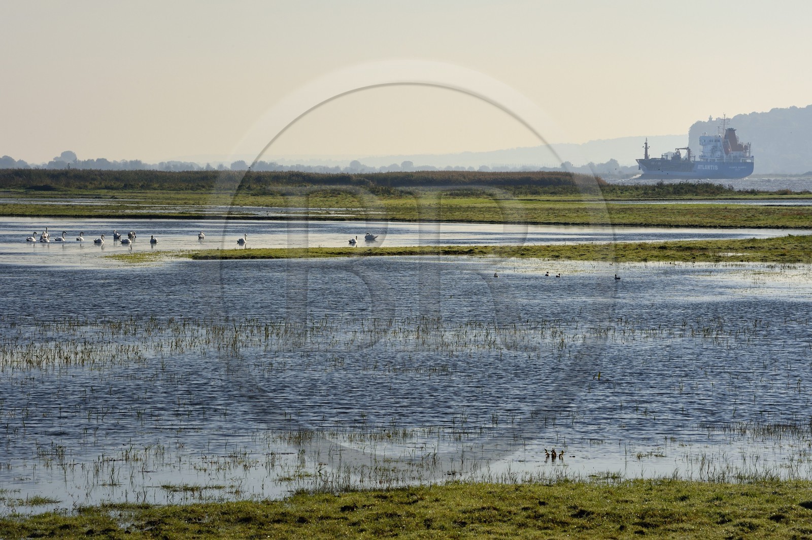 France, Seine-Maritime (76), Réserve Naturelle de l'estuaire de la Seine, porte-conteneurs remontant la Seine vers Rouen, la roselière en premier plan et la Pointe de la Roque en arrière plan