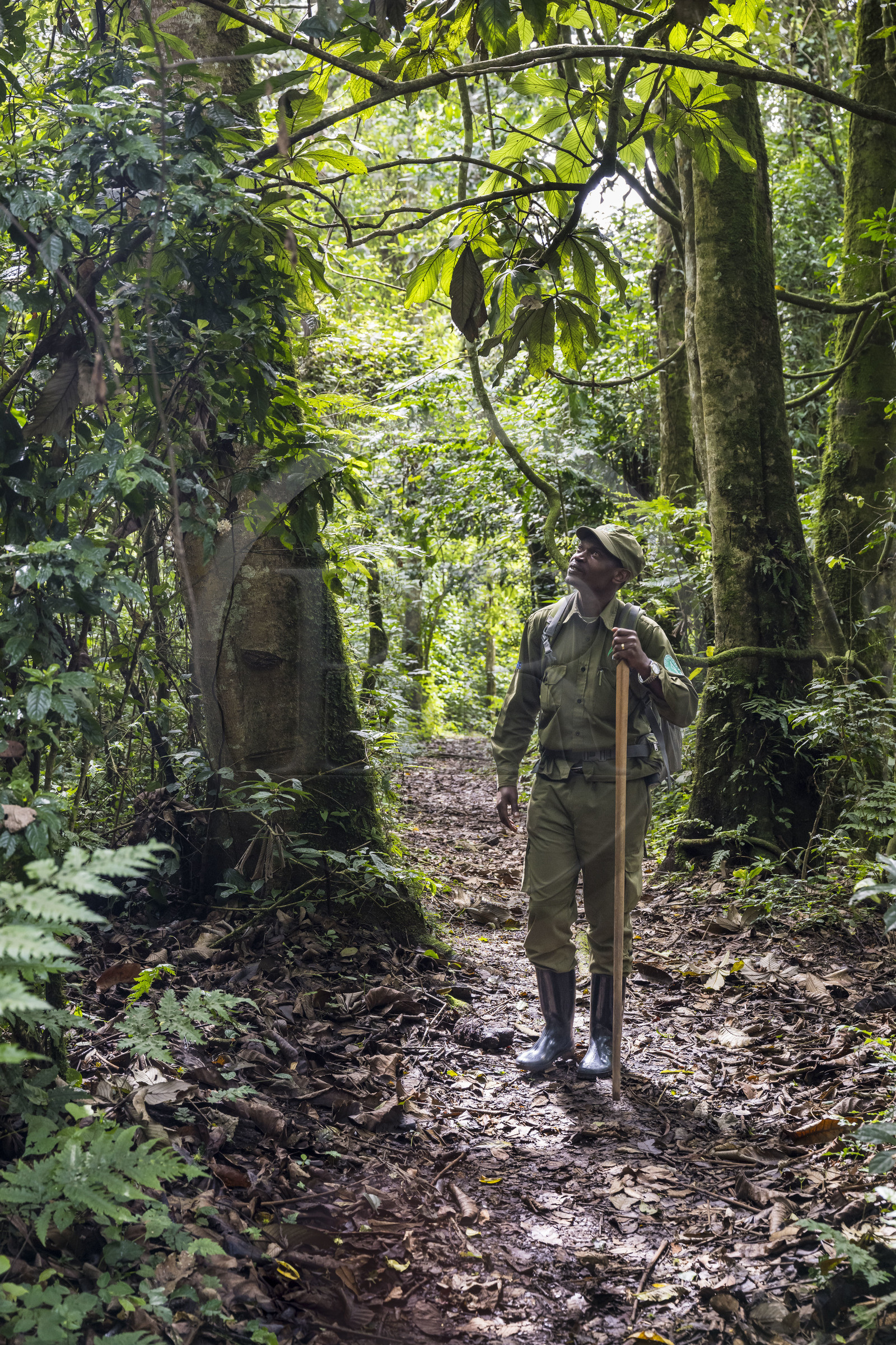 Rwanda, Western Province, Nyakabuye, Nyungwe National Park, natural tropical rainforest of Cyamudongo, African Parks ranger Claver Mtoyinkima on the trail of chimpanzees