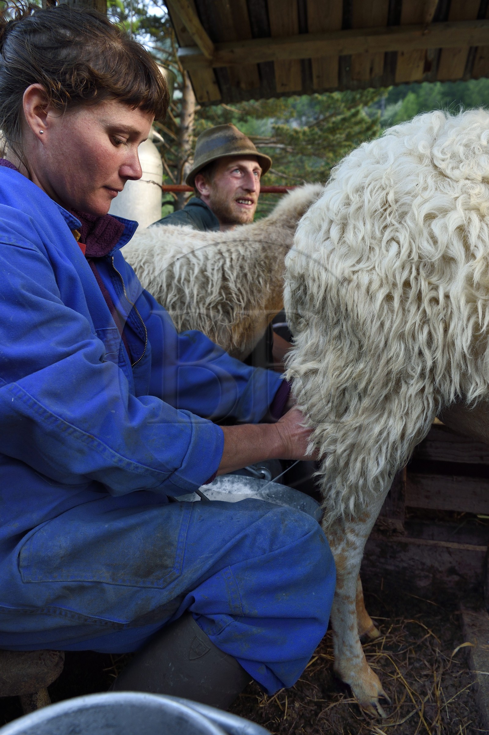 France, Alpes-Maritimes, Roya Valley (Nice hinterland), at the foot of the Mercantour National Park, Tende, Casterino in the Casterine valley, sheep hand milking in pastures by shepherds Celine and  Georges Giordano