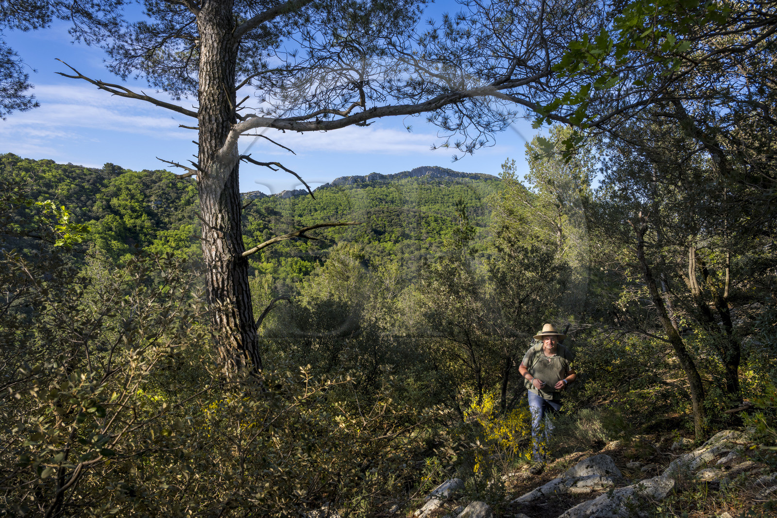 France, Vaucluse (84), Dentelles de Montmirail, Crestet, randonneur sur le GR de Pays vers la Croix de Verrière et la crête de Saint-Amand vue du Sud en arrière plan