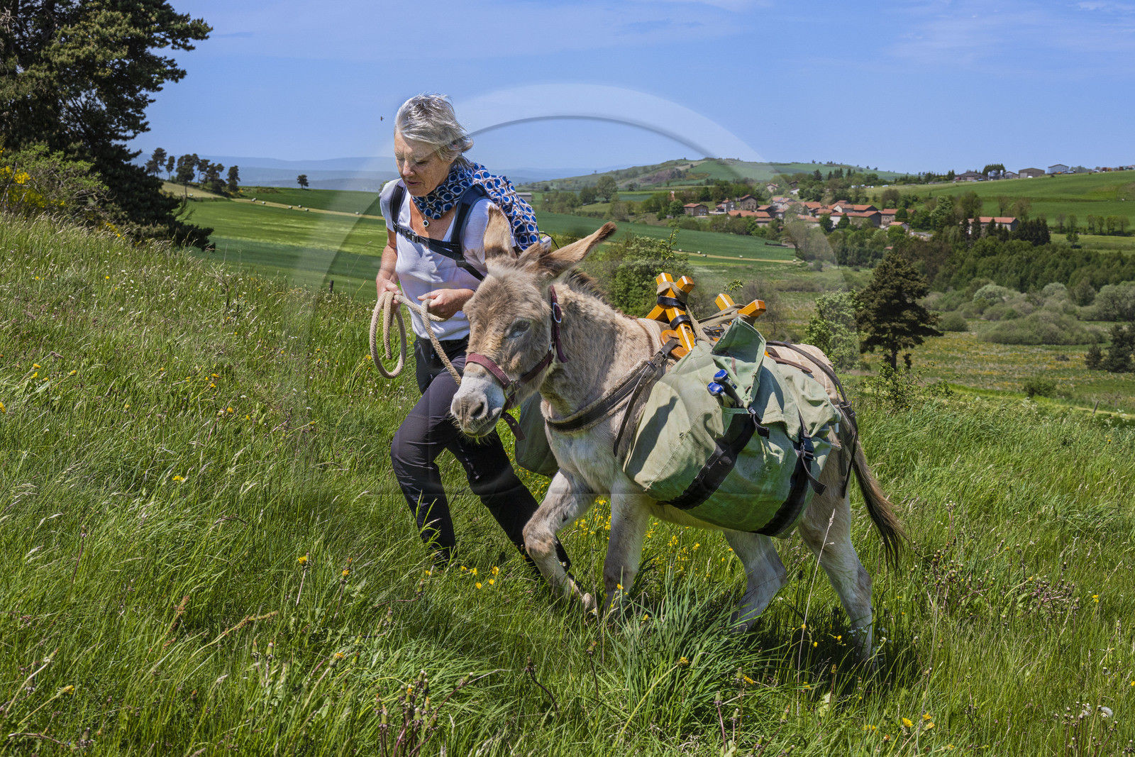 France, Haute-Loire (43), Landos,champ de blé encore vert tourmenté par des rafales de vent