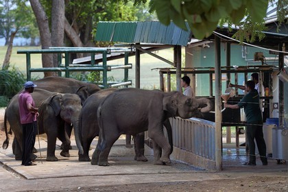 Sri Lanka, province de Sabaragamuwa, Parc national d'Uda Walawe (Udawalawe National Park), Elephant Transit Home, jeunes éléphants d'Asie (Elephas maximus) orphelins nourris au lait par leurs gardiens
