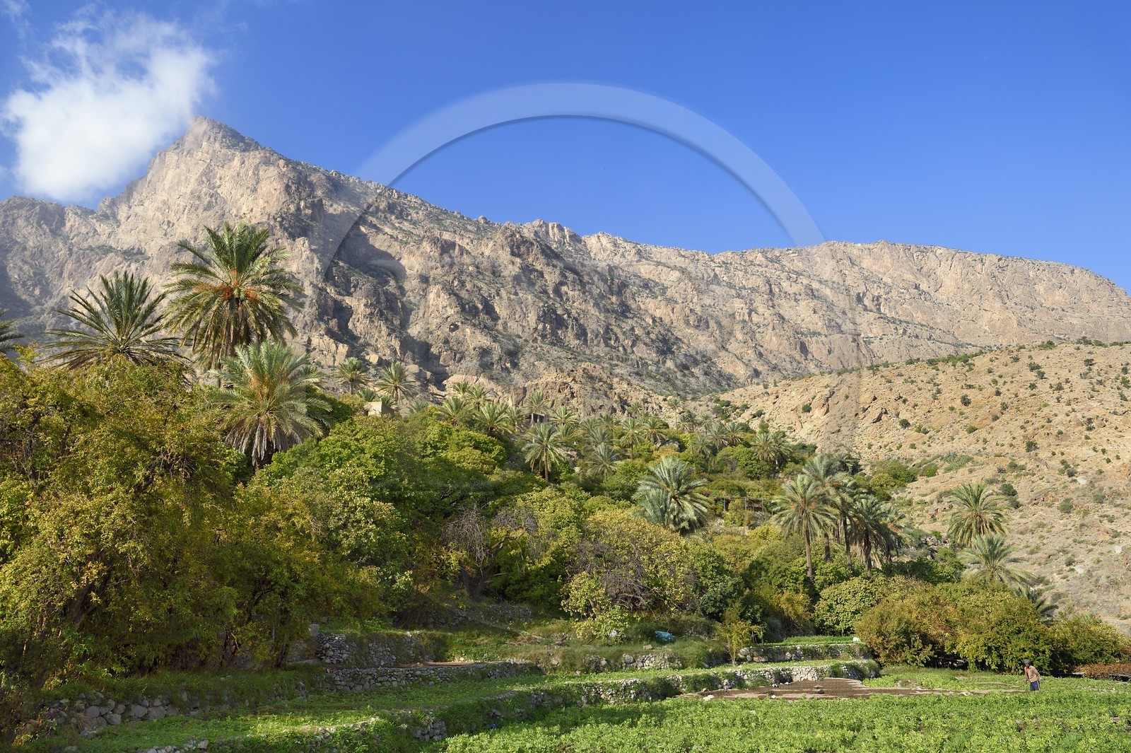 Sultanat d'Oman, Gouvernorat d'Al-Batina du Sud, Hajar occidental, Wadi Mistall, culture en terrasses au dessus du village de Wakan (Wukan) et le sommet du Qarn Wukan (2501m) en arrière plan, champs de fèves et lentilles