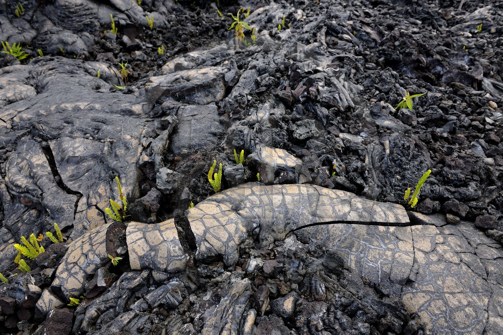 France, île de la Réunion, volcan du Piton de la Fournaise, classé Patrimoine Mondial de l'UNESCO, le Grand-Brûlé, coulée de lave de 2007