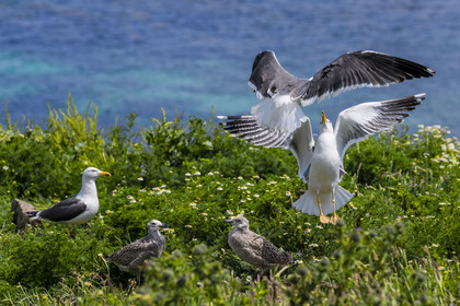 France, Finistère (29), Pays des Abers, Ile Vierge dans l'archipel de Lilia, de très nombreux goélands peuple l'île en période de nidification