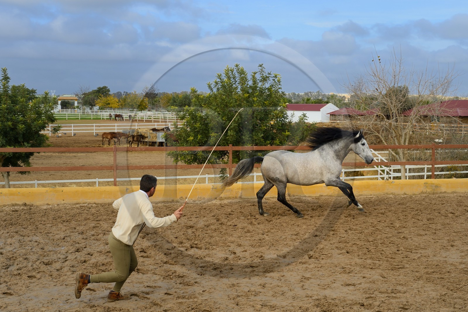 Espagne, Andalousie, province de Séville, Utrera, le haras Ayala (Yeguada Ayala), entrainement d'un Pure race espagnole ou PRE (Pura Raza Espanola)