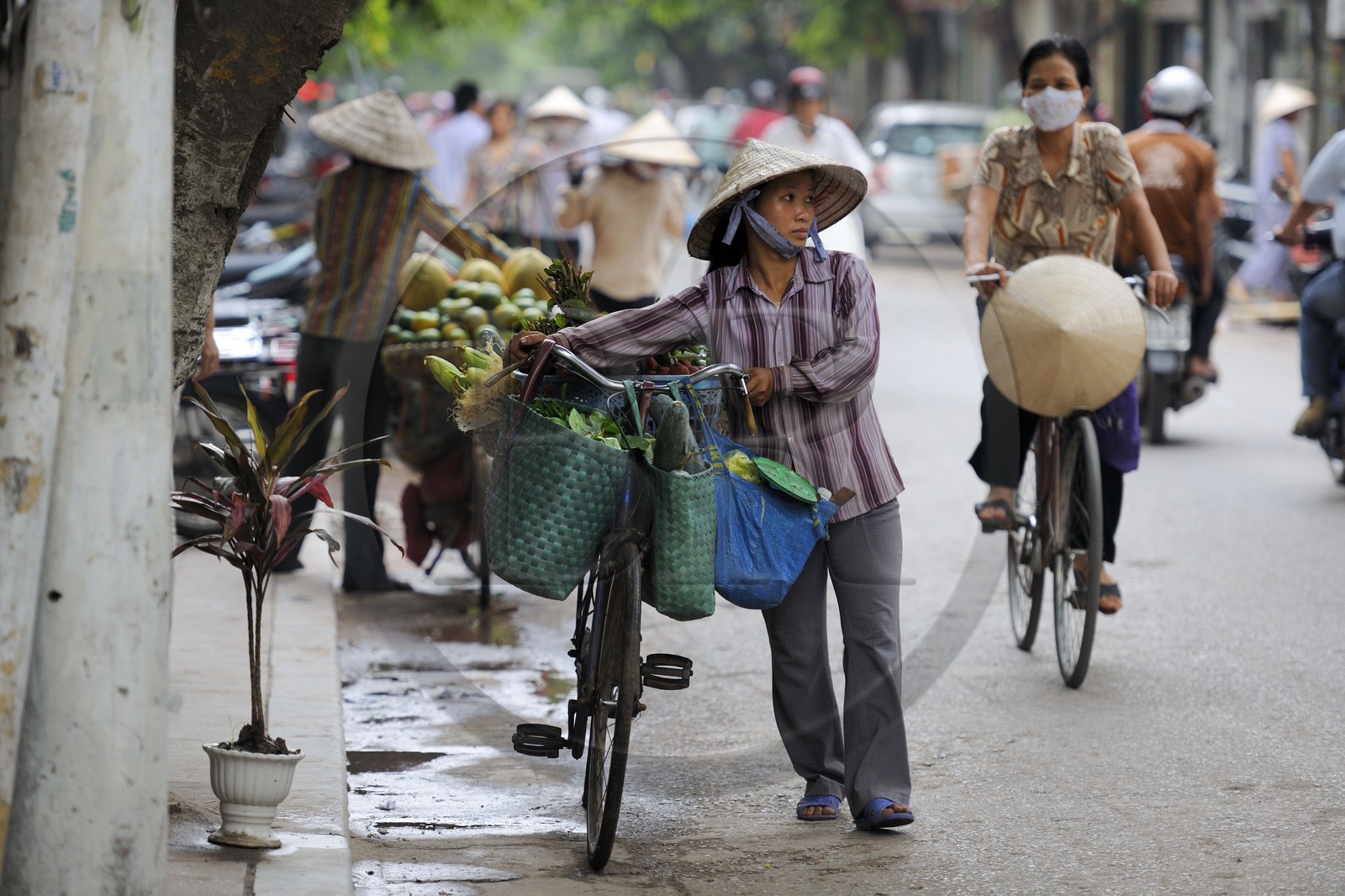 Vietnam, Hanoï,  old city, fruit and vegetable seller on bicycle