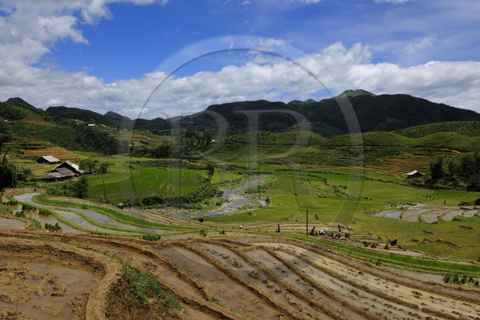 Vietnam, province de Lao Cai, région de Sapa, vallée de Ta Phin, culture de rizières en terrasses par la minorité Hmong Noir