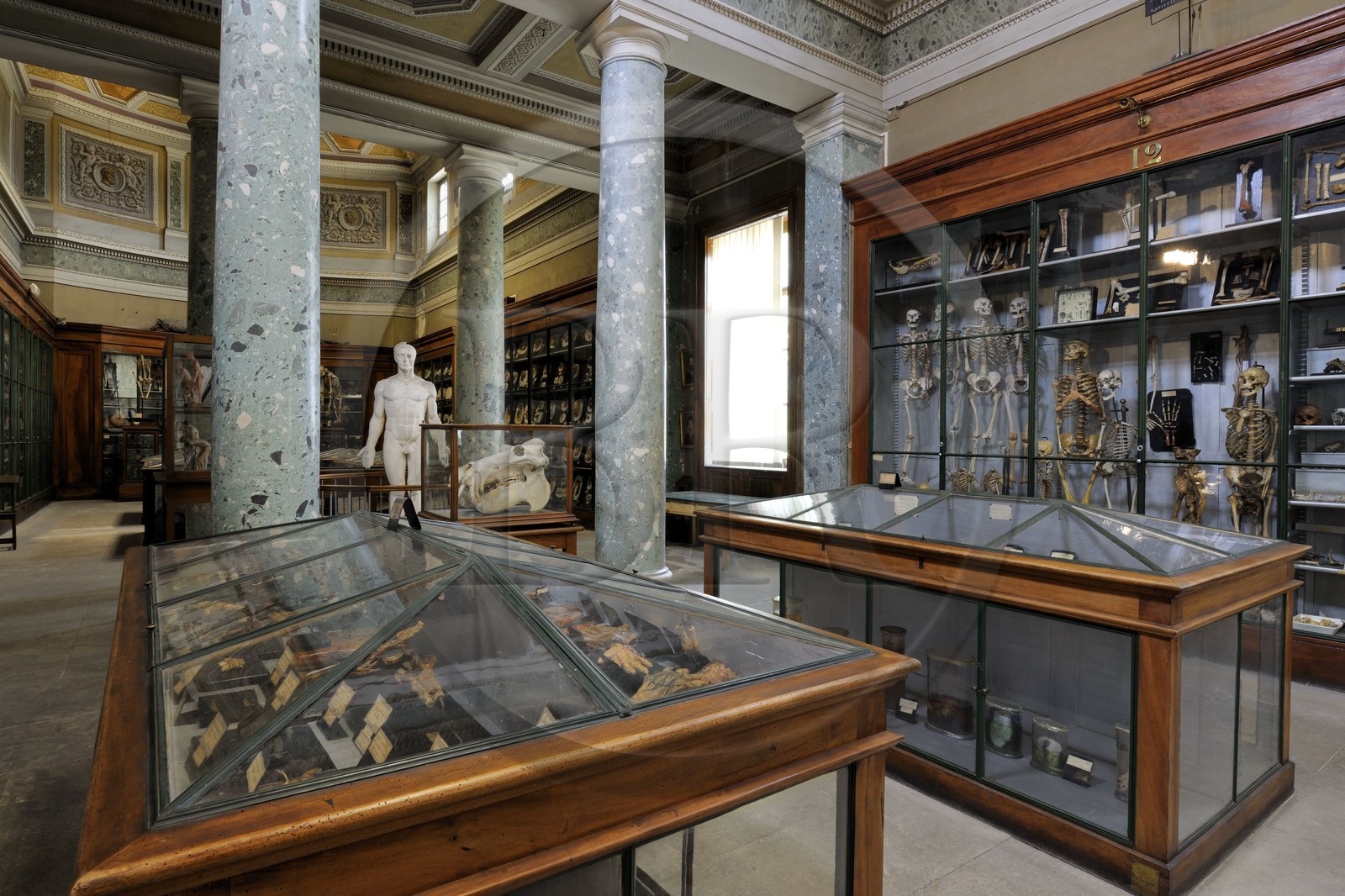 France, Hérault (34), Montpellier, centre historique, faculté de médecine, le musée d'anatomie
