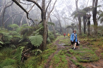 France, île de la Réunion, forêt de Bélouve, fougères arborescentes
