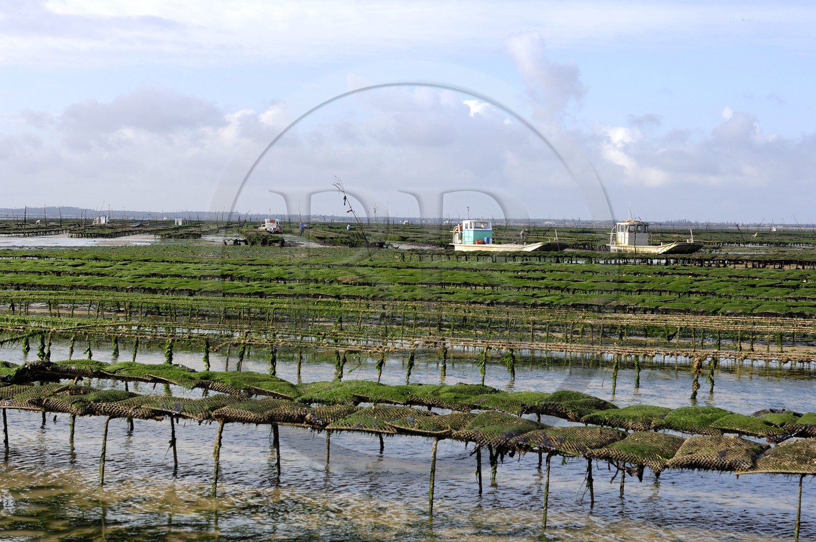 France, Charente-Maritime (17), le bassin Marrennes-Oléron au large de l'Ile d'Oléron, chaland dans les parcs à huîtres