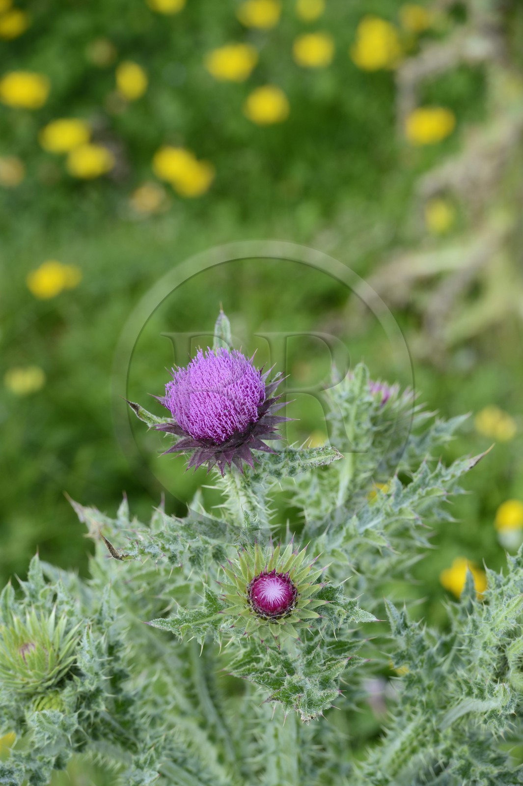 France, Finistère (29), La Foret Fouesnant, archipel des Glénan, Ile de Penfret, chardon-Marie (Silybum marianum)