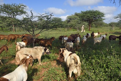 Namibia, Otjiwarongo, Cheetah Conservation Fund, research and education centre, CCF’s Livestock Guarding Dog Program has been highly effective at reducing predation rates and thereby reducing the inclination by farmers to trap or shoot cheetahs, Anatolian shepherd Kangal dog watching a herd of Boer goats and Damara sheep