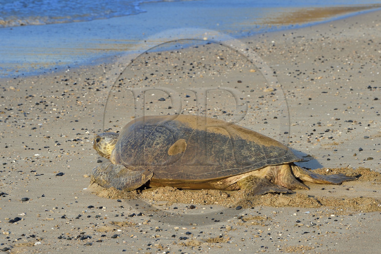 France, Ile de Mayotte, Grande-Terre, Kani-Keli, plage de N’Gouja, tortue verte (Chelonia mydas) rejoignant la mer après la ponte