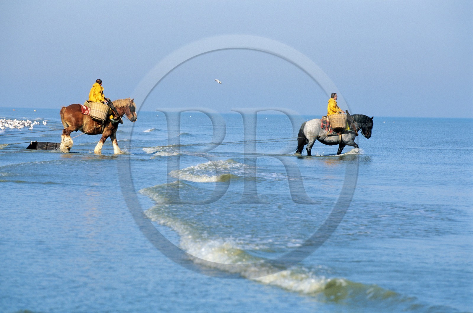 Belgique, Flandre-Occidentale, plage de Oostduinkerke, les derniers pêcheurs de crevettes à cheval