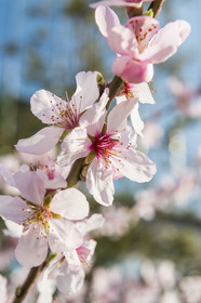 France, Gard (30), Nîmes, fleur de cerisier