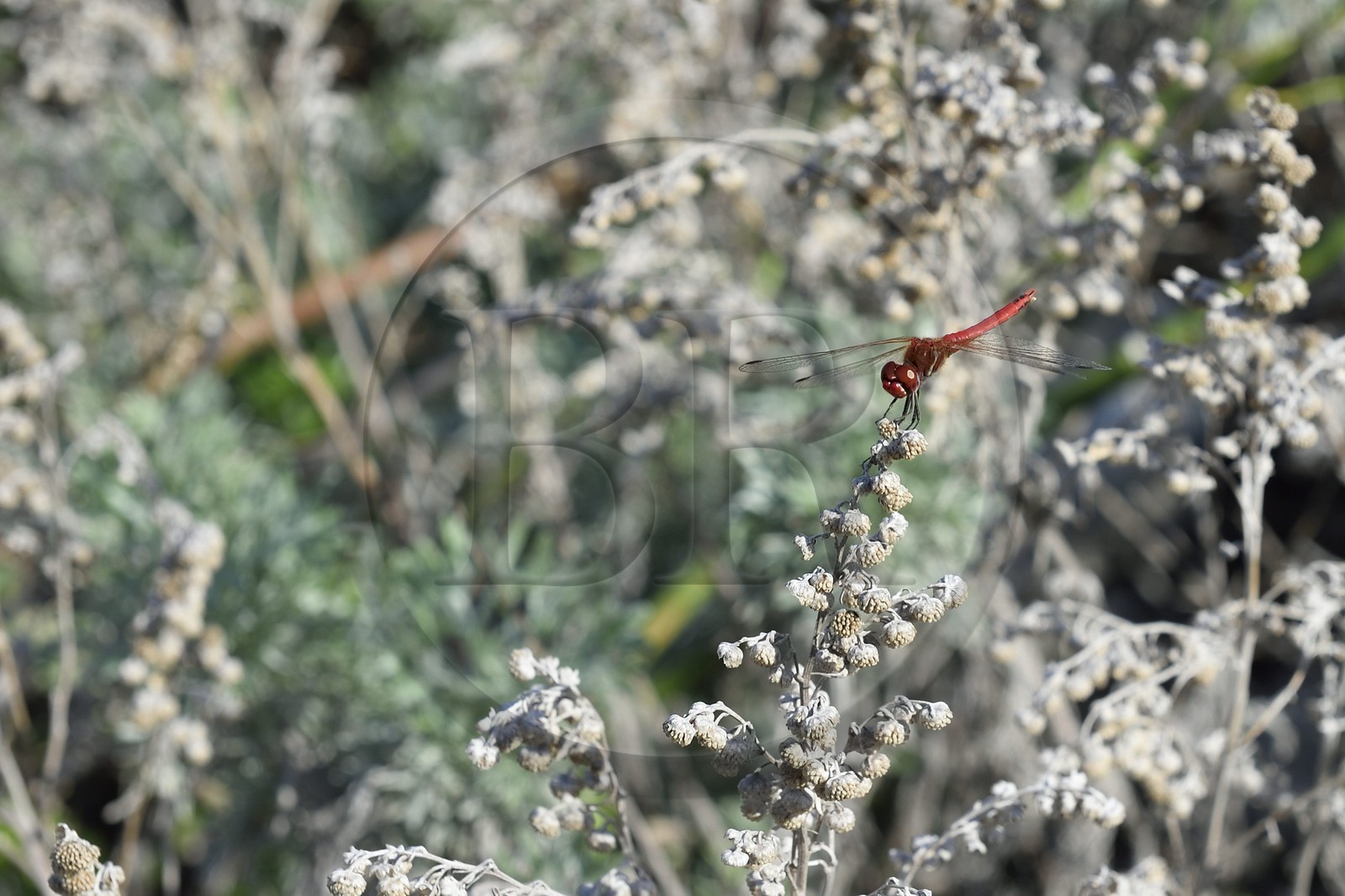 France, Corse du Sud, Bonifacio, dragonfly called ruddy darter (Sympetrum sanguineum), the male is red
