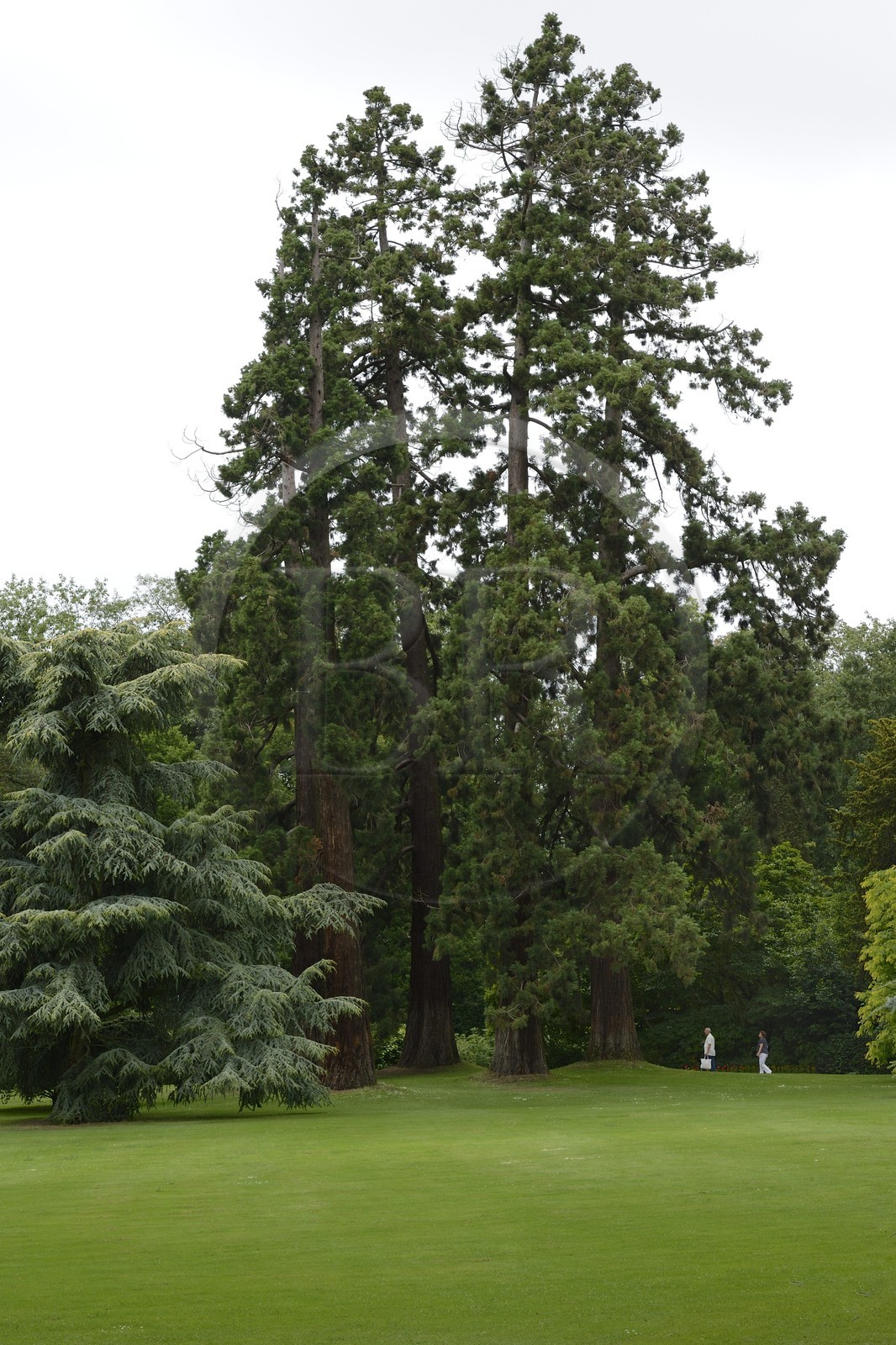 France, Ille-et-Vilaine (35), Rennes, Parc du Thabor, les grandes ouvertures du jardin anglais conçu par Denis Bühler offrent des panoramas, séquoia