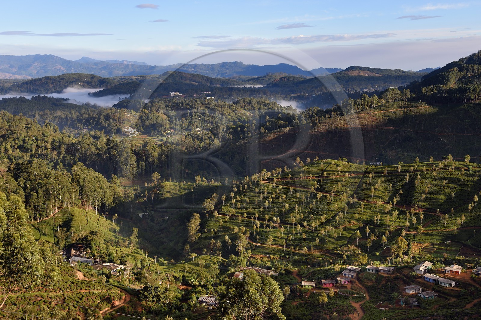 Sri Lanka, Province d'Uva, Haputale, plantation de thé et maisons des ouvriers de ces plantations sur les collines au nord de la ville
