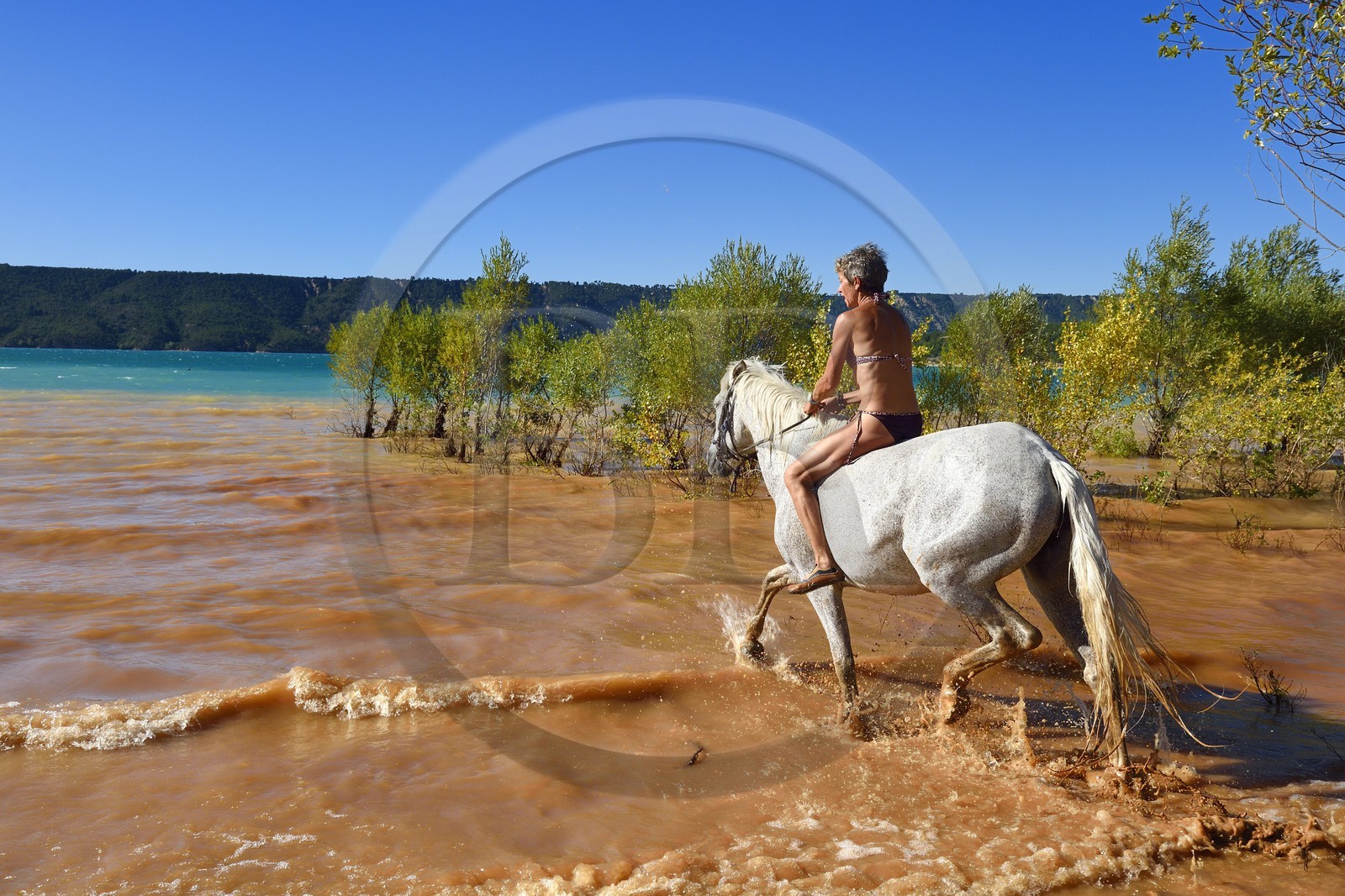 France, Var (83), Parc Naturel Régional du Verdon, lac de Sainte Croix, randonnée équestre avec Verdon Equitation