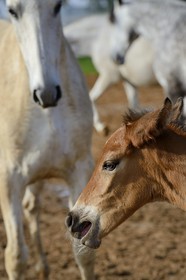 Spain, Andalusia, Seville Province, Utrera, the Ayala stud farm (Yeguada Ayala), Andalusian horse also known as the Pure Spanish Horse or PRE (Pura Raza Espanola), foal