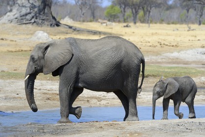 Zimbabwe, Matabeleland North Province, Hwange National Park, wild african elephants (Loxodonta africana) around a pond