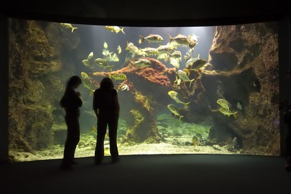 France, Charente-Maritime (17), La Rochelle, l'Aquarium