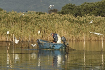 France, Haute Corse, the pond of Biguglia (Stagnu di Chiurlinu), nature reserve of Corsica (RNC), fisherman raising the nets set on alder stakes