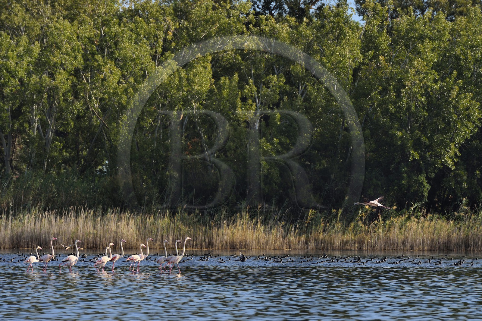 France, Haute Corse, the pond of Biguglia (Stagnu di Chiurlinu), nature reserve of Corsica (RNC), greater flamingo (Phoenicopterus roseus) and Eurasian coot (Fulica atra)