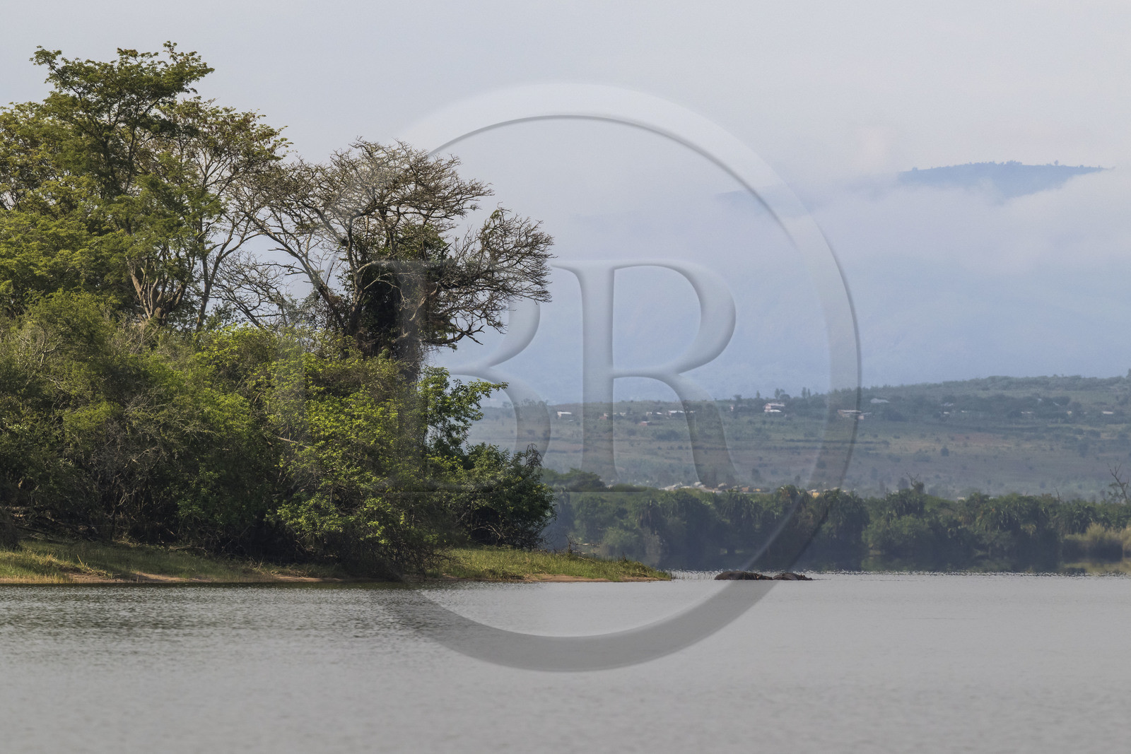 Rwanda, Parc national de l'Akagera, le lac Ihema, Hippopotame (Hippopotamus amphibius) en bordure du lac