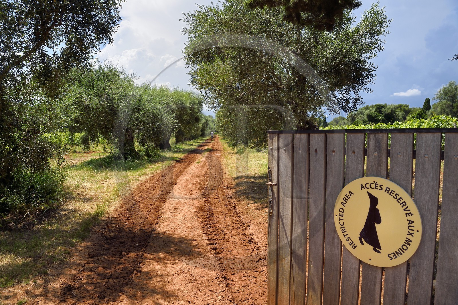 France, Alpes-Maritimes (06), Cannes, Iles de Lérins, Ile de Saint-Honorat, oliveraie et vignoble dont l'entrée est réservée aux moines