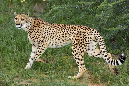 Namibia, Otjiwarongo, Cheetah Conservation Fund, research and education centre, cheetah (Acinonyx jubatus)