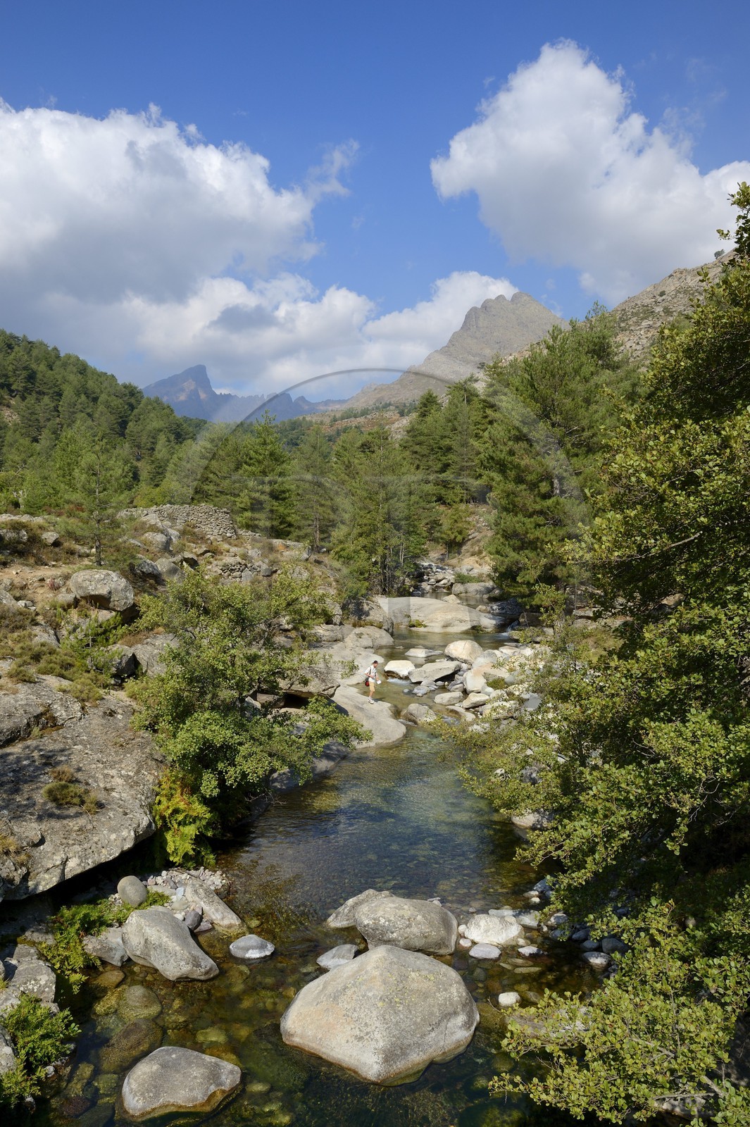 France, Haute-Corse (2B), région du Niolu (Niolo), la rivière Calasima et la montagne du Paglia Orba en forme d’aileron de requin en arrière plan
