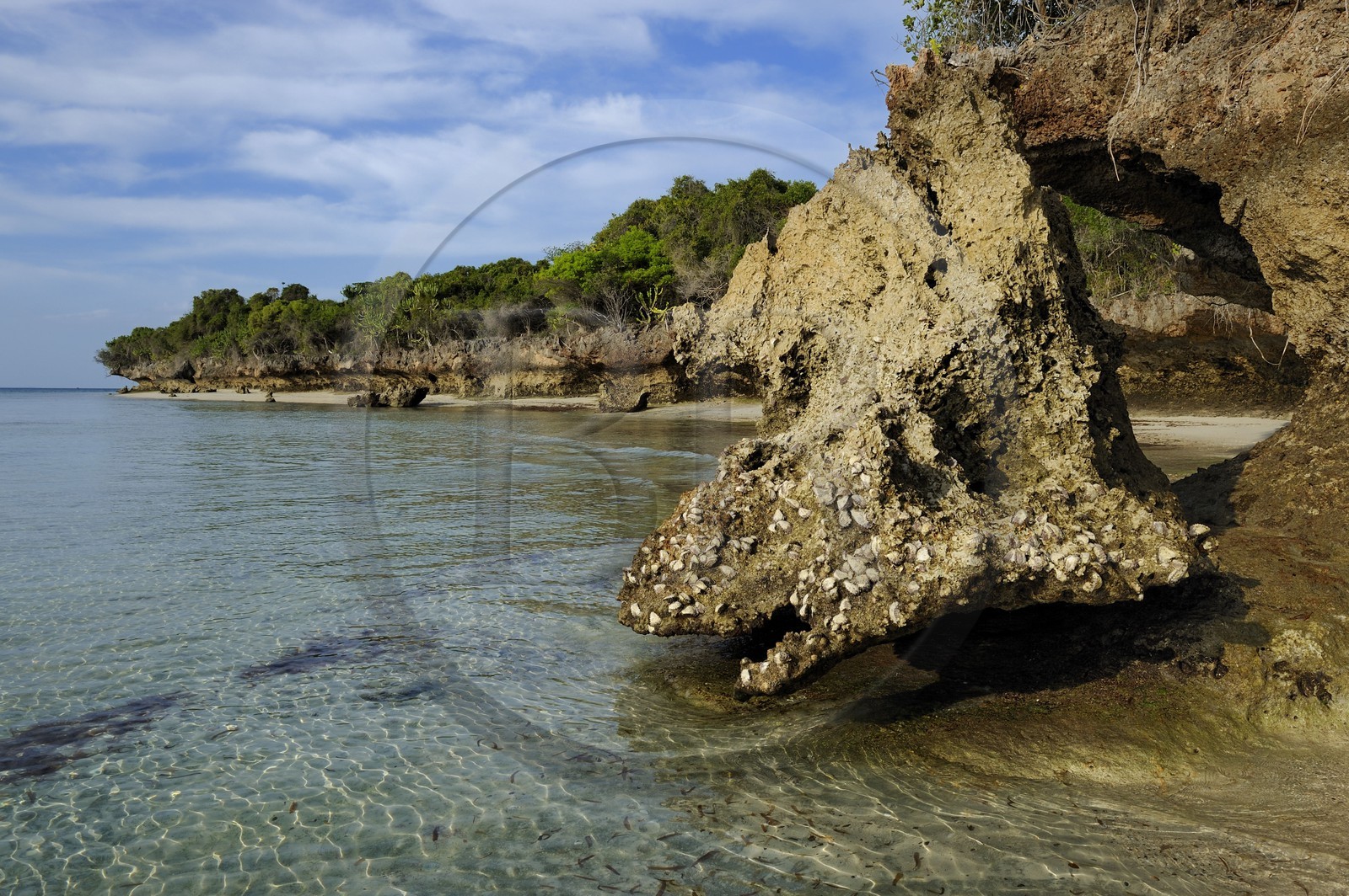 Tanzanie, archipel de Zanzibar, île de Unguja (Zanzibar), côte ouest, réserve naturelle de Chumbe Island Coral Park