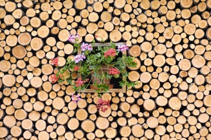 Suisse, Canton de Berne, Oberland Bernois, village de Mürren, stères de bois et fleurs