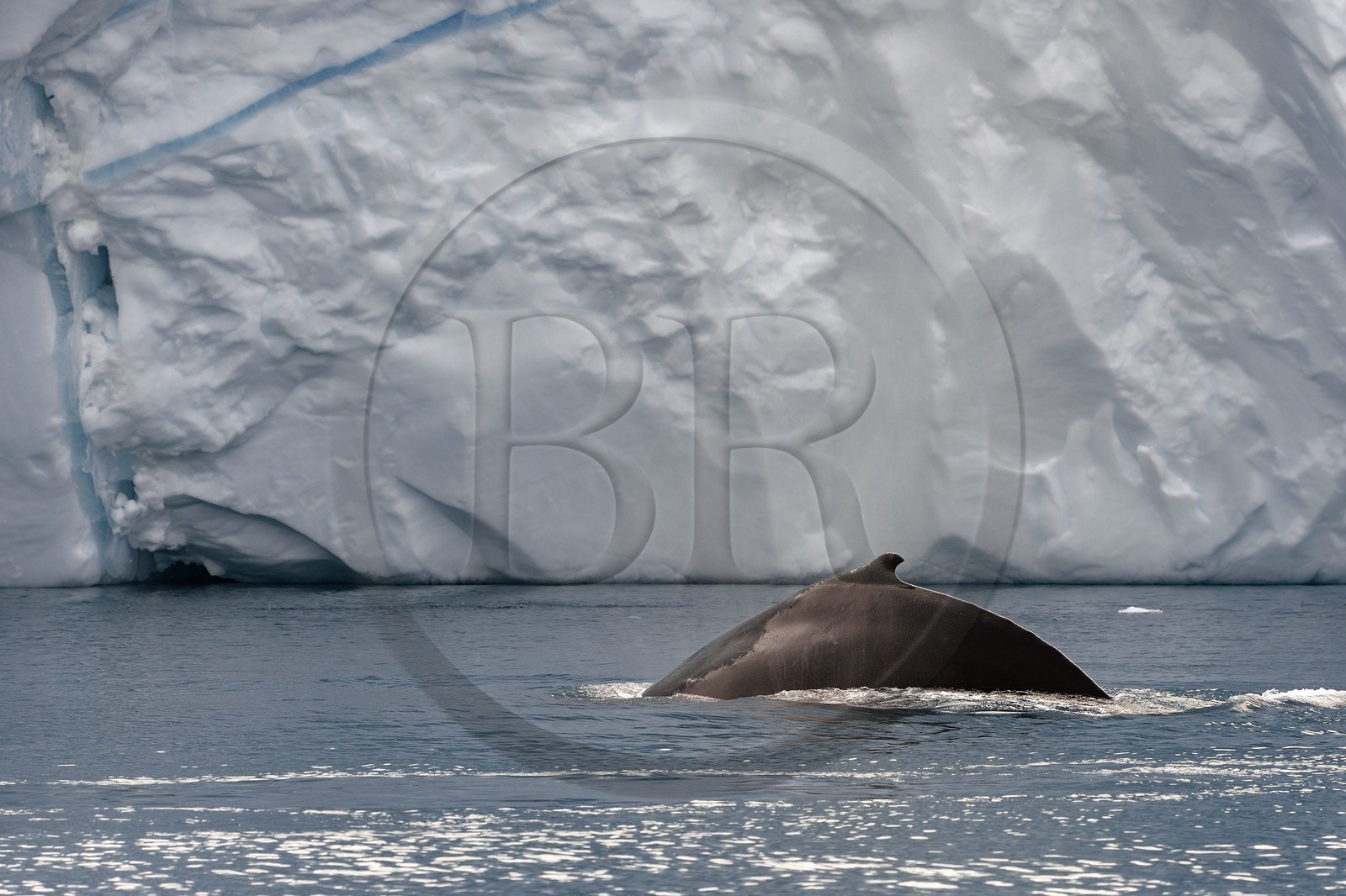 Groenland, cote ouest, baie de Disko, Ilulissat, fjord glacé classé Patrimoine Mondial de l'UNESCO qui est l’embouchure maritime du glacier Sermeq Kujalleq, baleine à bosse ou rorqual à bosse (Megaptera novaeangliae)