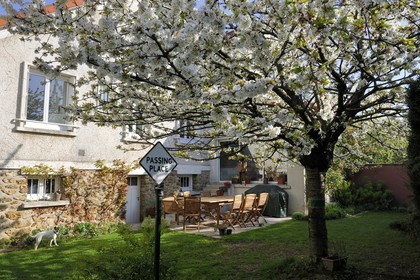 France, Val de Marne, the Marne riverside, Bry-sur-Marne, cherry tree in bloom in the garden of a suburb house