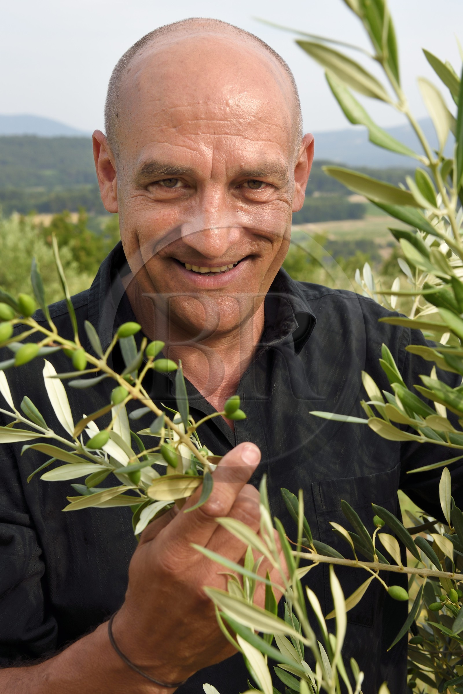 France, Vaucluse (84), Cadenet, Bastide du Laval, Roland Coupat dans son olivaie