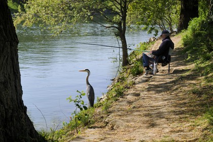 France, Val-de-Marne (94), les bords de Marne, Champigny-sur-Marne, le pêcheur Jean et le Héron cendré (Ardea cinerea) qui se tient régulièrement à ses côtés
